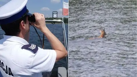 Rybnik. Policyjni wodniacy uratowali jelenia. Utonąłby w jeziorze