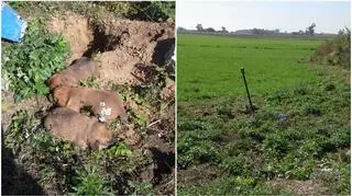Szczeniaki zakopał w plastikowym worku 