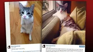 Konto Roux na Instagramie śledzi coraz więcej osób