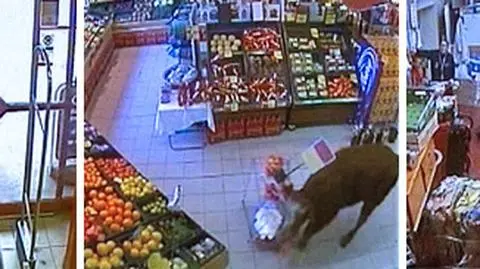 Byk wpadł na zakupy