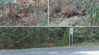 Urzędnicy spierają się o truchło zwierząt