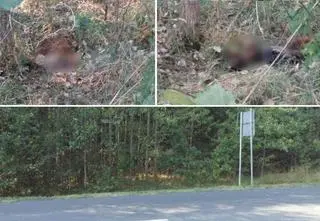 Mieli sprzątnąć padlinę, przerzucili ją kilka metrów dalej