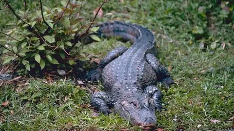 Aligator za kanapą w pamiątce po powodzi