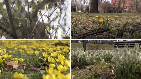 Wiosna we Wrocławiu