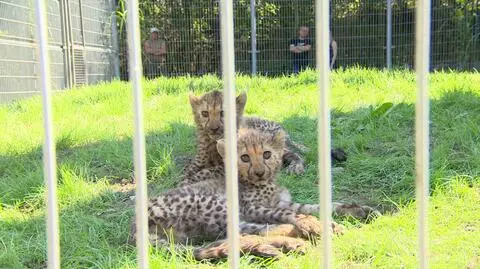 Małe gepardy z opolskiego zoo