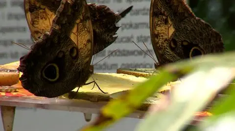 W słoneczne dni motyle mocno się ożywiają