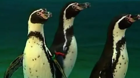 Pingwiny dyplomatyczne