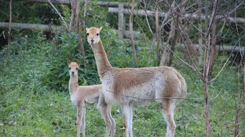 Najmniejsze wielbłądy świata w poznańskim zoo
