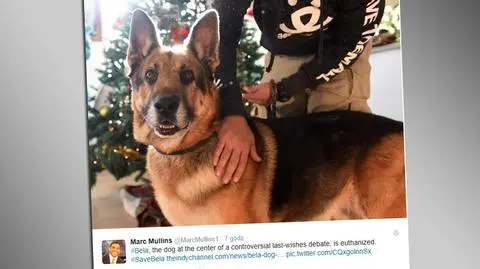 Pies Bela został uśpiony. Zostanie pochowany z właścicielką
