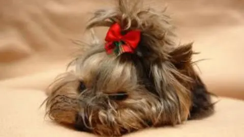 York na aukcji komorniczej. "To niemoralne"