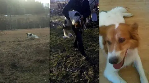 Dolny Śląsk: Misiek uciekł po adopcji, złapali go po 7 miesiącach