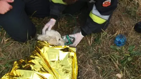 Zagórów: Pies ugrzązł w bagnie. Pomogli strażacy