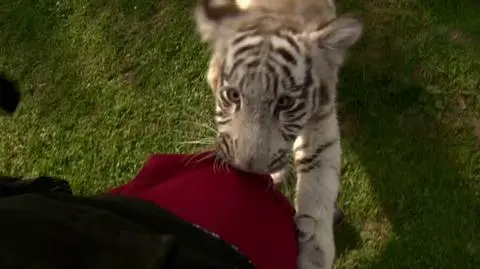 Stresujący obrazek z perspektywy gryzionego