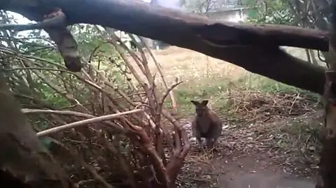 Wybraliście wideo tygodnia