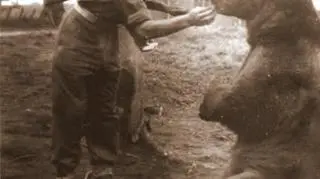 Brytyjczycy chcą postawić pomnik niedźwiedziowi, którego Polacy nauczyli palić papierosy