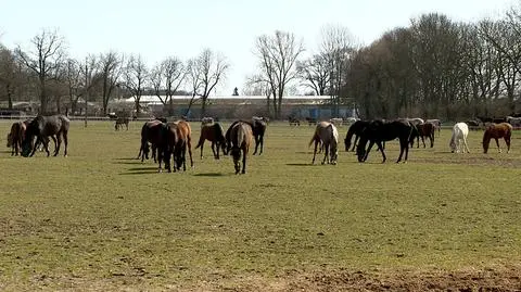 Prokuratra prowadzi śledztwo w sprawie nieprawidłowości w zarządzaniu stadniną