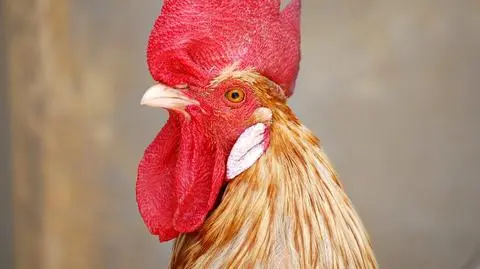Kogucik, któremu ptasia grypa niegroźna