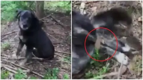 Ostrów Wielkopolski: Wyrok dla Szymona J. za znęcanie nad psem