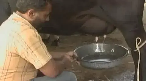 Samodojąca się krówka