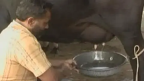 Samodojąca się krowa