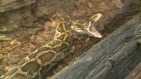 Pythons are nonvenomous snakes but can still be very dangerous