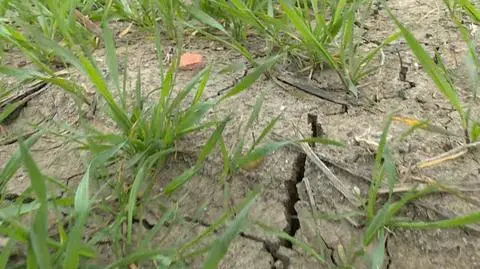 Polska pustynnieje. Alarm hydrologów