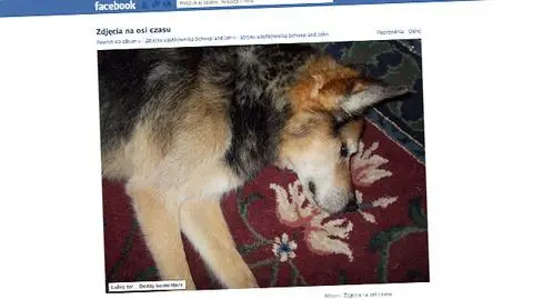 Nie żyje Schoep - pies, który podbił serca internautów