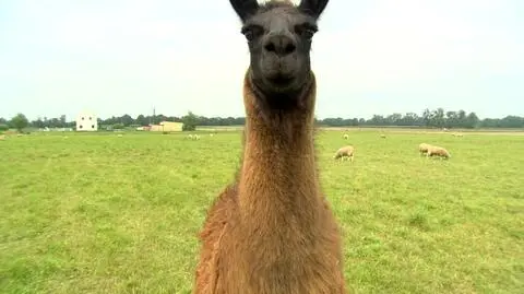 Zadaniem Peryskopa jest pilnowanie stada owiec