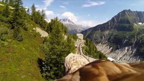 Orzeł z kamerą na grzbiecie przeleciał nad francuskimi Alpami