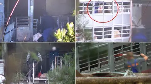 Pracownicy rzeźni i weterynarz skazani za znęcanie się nad świniami. "Dla nas to wyrok przełomowy"