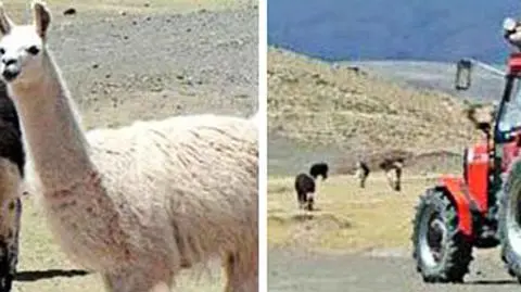 Ursusem utknęli w Argentynie