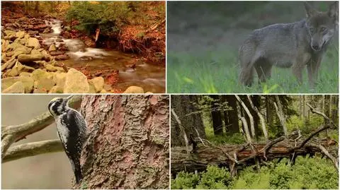 Babia Góra w obiektywie drona. Park narodowy kończy 60 lat