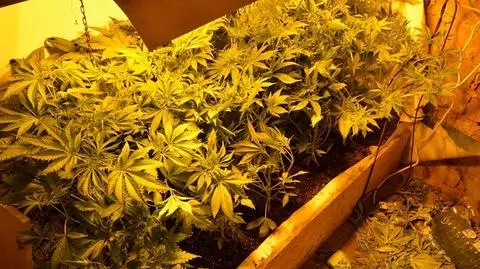 Szczecin: Plantacja za szafą. Prawie 150 krzewów marihuany