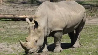 Stosunki Dino i Diuną nie układały się ostatnio najlepiej