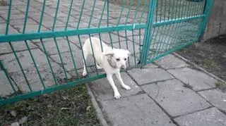 Pies ugrzązł w ogrodzeniu 