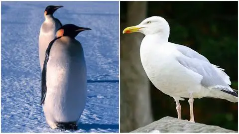 Darłowo: Pomyliła mewę z pingwinem