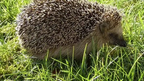 Będzie klinika dla jeży