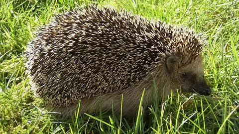 W Polsce powstanie klinika dla jeży