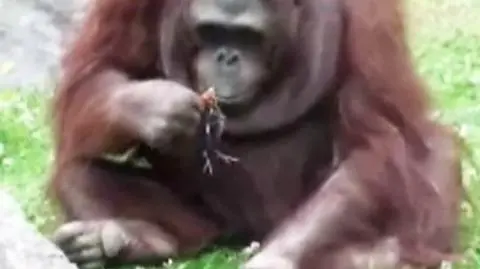 Orangutan uratował kaczątko