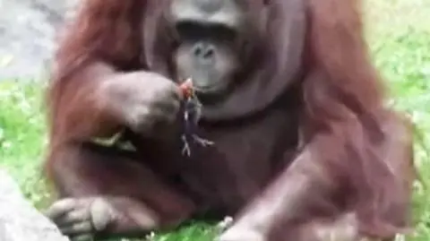 Orangutan uratował kaczątko