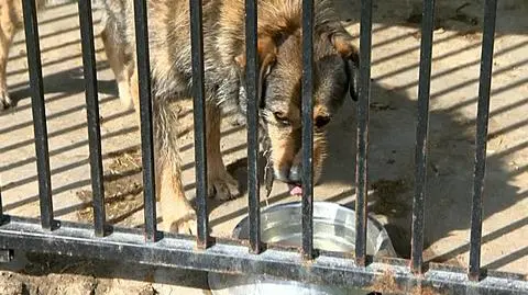 NIK chce zmian w prawie. "Bezdomne zwierzęta często są uśmiercane"