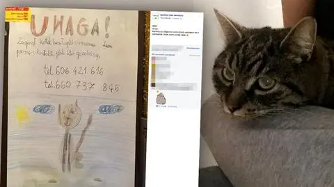 Cały świat szuka kota Leona bez łapy z Jaworzna