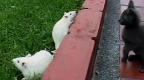 Szczury rozminowują Kolumbię