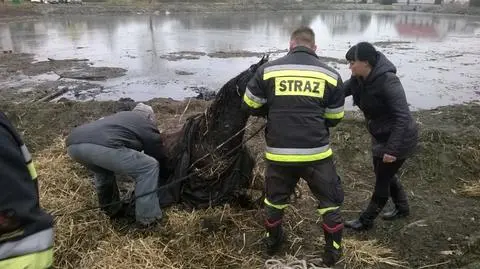 Strażacy wyciągnęli ze stawu konia