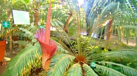 Kwiat, który pachnie padliną