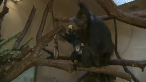 Impreza w krakowskim zoo: małpka dostała imię i łakocie