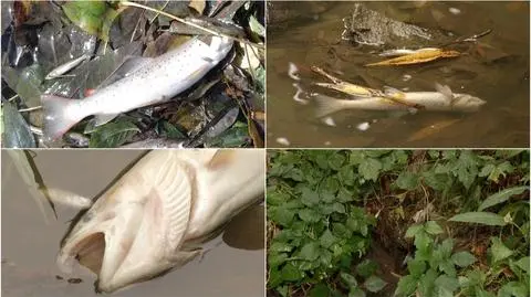 "To degradacja całej rzeki"