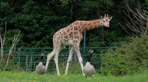 Goście w poznańskim zoo. "Zjadły gałęzie wszystkich akacji"