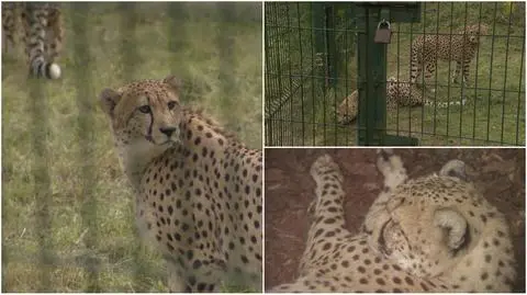 Gdańsk: młode gepardy trafiły do ZOO, żeby stworzyć nowe stado