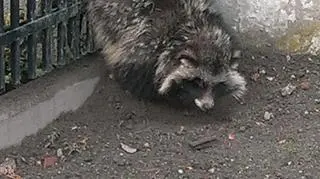 Szop nie mógł sam się wydostać